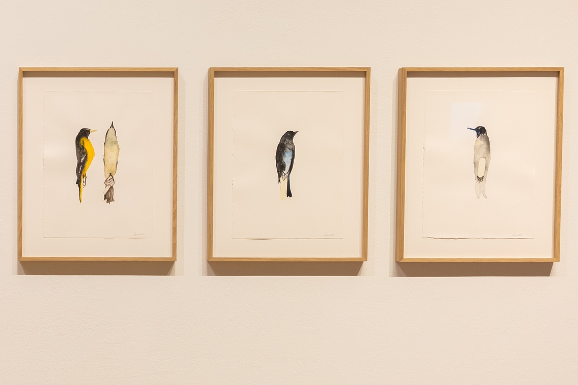 Three watercolored small birds in identical wooden frames hung on a white wall